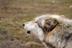 wolfparkinterns:  Did you know: A wolf’s howl can be heard