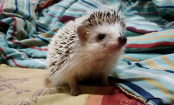 pokemosh:  UPDATE: My hedgehog is huge now ig: _nichelleroxas