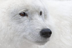 phototoartguy:  Canadian Arctic Wolf by Rudy Pohl © “This