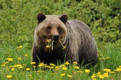 muffinscience: Young grizzly along highway 16, being omnivorous.