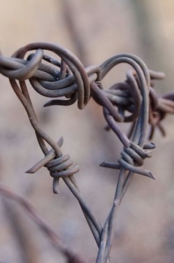 sassygapeach79:  Barbed wire and roses …. 