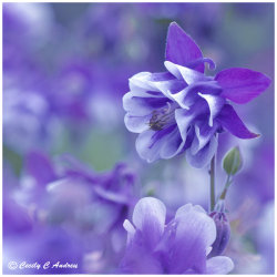 blooms-and-shrooms:  Lullaby For Columbine by CecilyAndreuArtwork