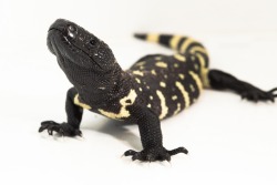 cacajao:  Ultra endangered Guatemalan Beaded Lizard.