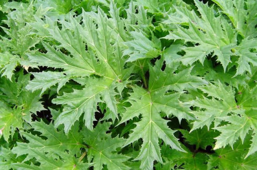 squeakykins:  cosmictuesdays:  frenchie-fries:  vergess:  boltonsrepairshop:  PSA - PLEASE READ AND SPREAD HE WORD!!! IF YOU SEE THIS PLANT AT ALL, DO NOT TOUCH IT!!! Giant hogweed (Heracleum mantegazzianum) is an invasive herb in the carrot family which