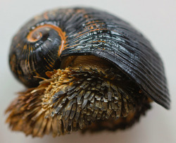 drtanner:  diosaodiosa:  harvestheart:  The scaly foot gastropod