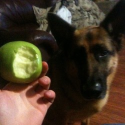 Is it normal to have a 90lbs German shepherd begging for an apple