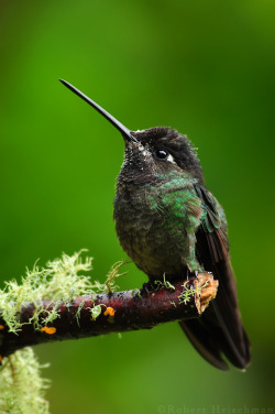 10bullets:  Magnificent Hummingbird by robbobert 