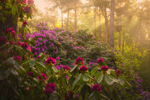 j-k-i-ng:“Pink Valley” by | Albert DrosSouth Holland, The