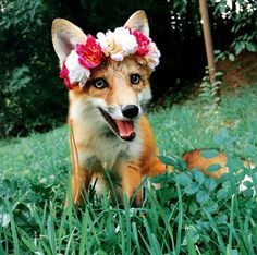 thelittleredfox:Foxes with Flower Crowns Request<3!