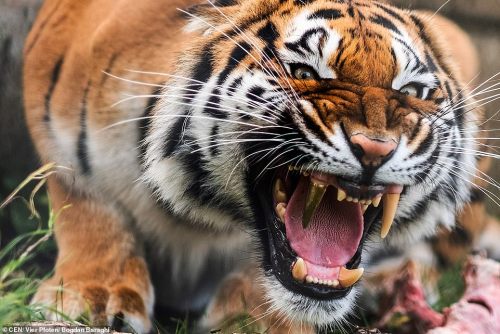 ayellowbirds:A tigress at an animal rescue center in Germany