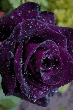 navyangel2000:  angel-star-moon: 💜  @chaotic-hypnotic-erotic