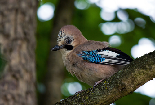 <p><a class="tumblr_blog" href="http://avianeurope.tumblr.com/post/130898751409">avianeurope</a>:</p>
<blockquote>
<p>

<b>Eurasian Jay</b> (<i>Garrulus glandarius</i>) 

>>by <a href="https://www.flickr.com/photos/jean_joachim/">Jean Joachim</a> </p>
</blockquote>

<p>One of our more colourful members of the crow family.<br/></p>