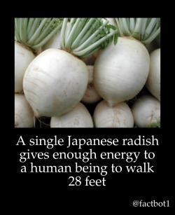 tranarchist: luxtempestas: the second radish is 29 feet away