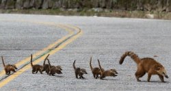 Fuzzies on parade (a family of Coati crosses a road)