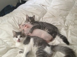 littleredsfairytale:  its ok we’ll protect the bacon 