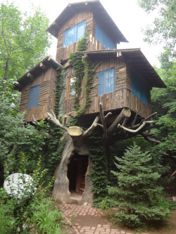 extraneousredux:  Look how happy that tree is to have a house