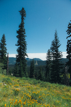 spirit-ofthe-trees:  thenorthwestexplorer:  Wildflowers and Waterfalls