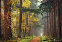 woodendreams:   (by larsvandegoor.com)