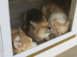 corgiaddict:  From left to right: Cassie, Lily, Max Submitted