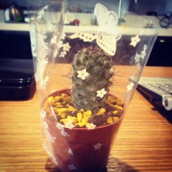 #my #gift #naty #cactus #Tequiero #thanks #loveit #lovely #beauty