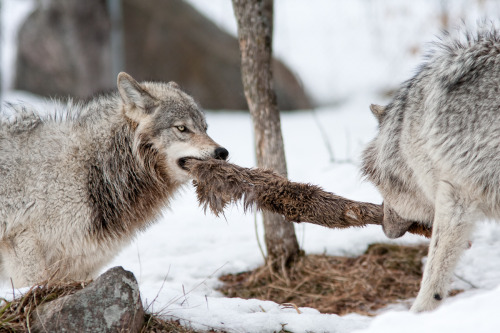 wolvesphoto:  Two Wolves