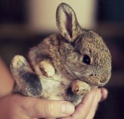 A handful of cute