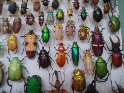 lonelyetntomologist:  Insect Display, Oxford by Aidan McRae Thomson