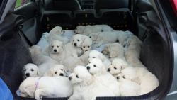 awwww-cute:  21 Golden Retriever puppies from two litters