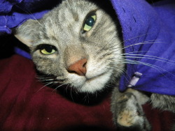 My kitty Odette in a little cloak I sewed for her. I’m