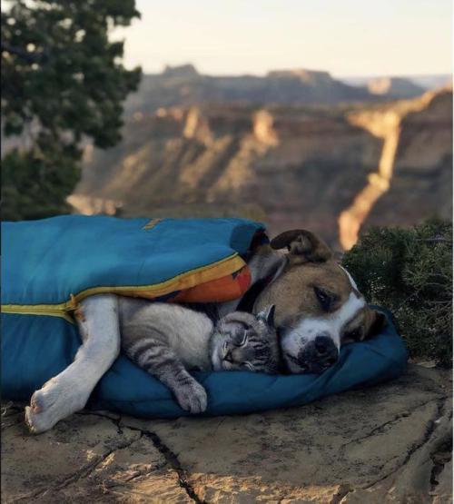 pet-memorial-gifts: Dreaming of their next adventure