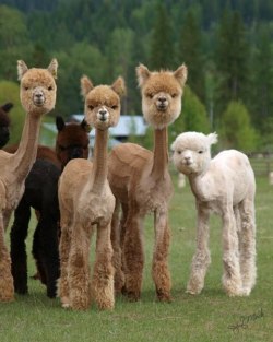 beesmygod:  buttpilgrim:   mugwumpquest:   Sheared Alpacas  