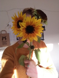 daisy-kiddo:Sunflowers 