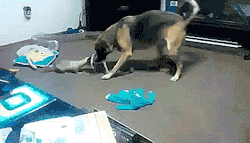 thenatsdorf:Ferret tries to snatch dog’s toy. [video] my kind~