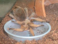 jennyrage:  Watching a tarantula drink is like watching a giraffe