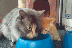 cat teaching kitten how to drink water 😭