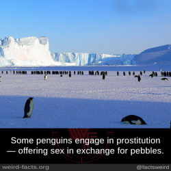 mindblowingfactz:Some penguins engage in prostitution — offering