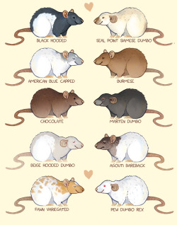 marmotdoodles:  Some rat colors and markings! Prints available