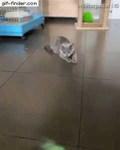 giffindersite:  Cat going crazy over a toy. Via https://gif-finder.com