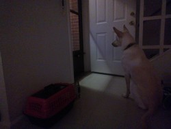 Waiting patiently for her daddy lol Nick’s got a four day