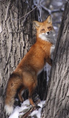 llbwwb:   (via 500px / Darn squirrel by Nick von Ohlen) 