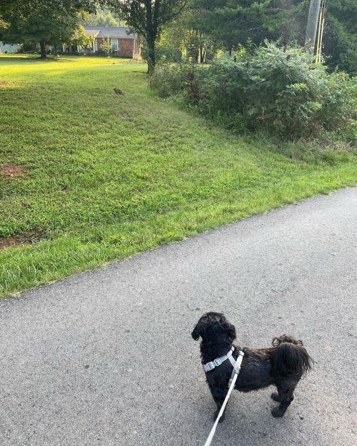 <p>Lester here. I spotted a rabbit on my walk today and I think we will be friends. I will win him over. Or her. I will win my rabbit friend over.</p>

<p>#shihtzu #shihtzusofinstagram #lesterpawfus #blackdog #rabbitfriend  (at Ridgetop, Tennessee)<br/>
<a href="https://www.instagram.com/p/CSGGkk6r3v9/?utm_medium=tumblr">https://www.instagram.com/p/CSGGkk6r3v9/?utm_medium=tumblr</a></p>