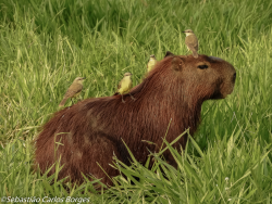 animalssittingoncapybaras:http://animalssittingoncapybaras.tumblr.com