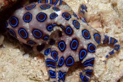 sixpenceee:  Blue-ringed octopuses are among the deadliest animals