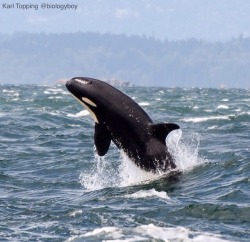 arlluk:  Look at J50 go! She’s such a spunky whale.   Photo