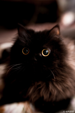 mostlycatsmostly:  Charcoal (via Kenneth Leung) 
