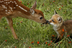forfoxesonly:  THIS FOX IS LIKE, “BE A DEER AND STOP KISSING