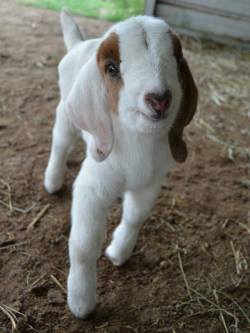 babygoatsandfriends:  what a cutie pie =) Golden Boer Goats 