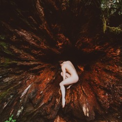 nicolevaunt: Echoing nature with @corwinprescott in the Redwoods