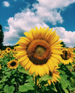 theworldismy-home:  Every year, my dad plants about 50,000 sunflowers.