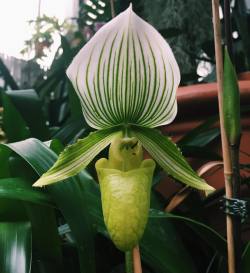 uv-ray:  Beauty💚 #orchid #macrophotography #botanicalgarden